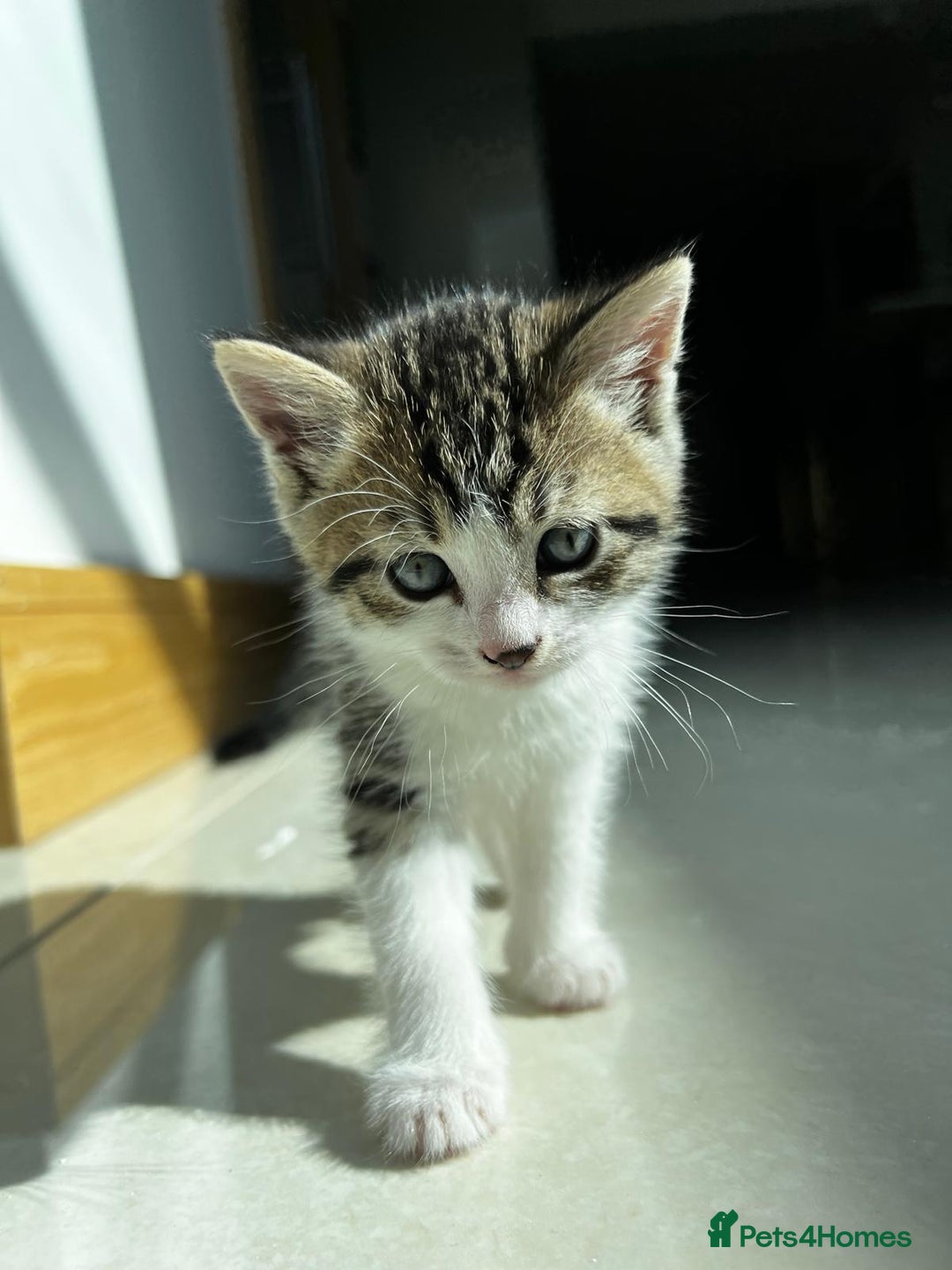 Siberian cats for sale: Half Siberian Wild forest Kittens 2x for £380 - Image 16