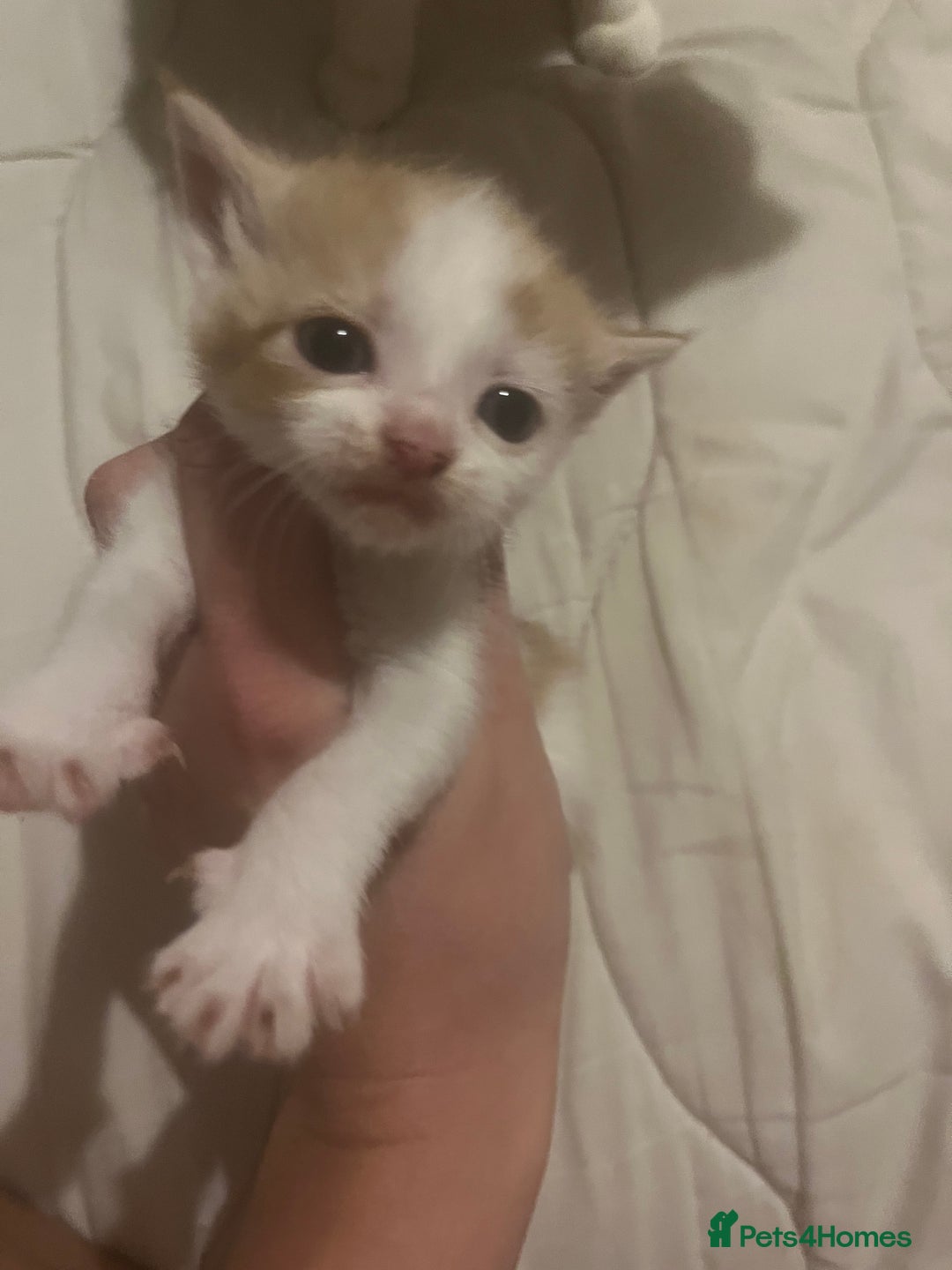 Mixed Breed cats for sale: Ginger tabby cats - Advert 11