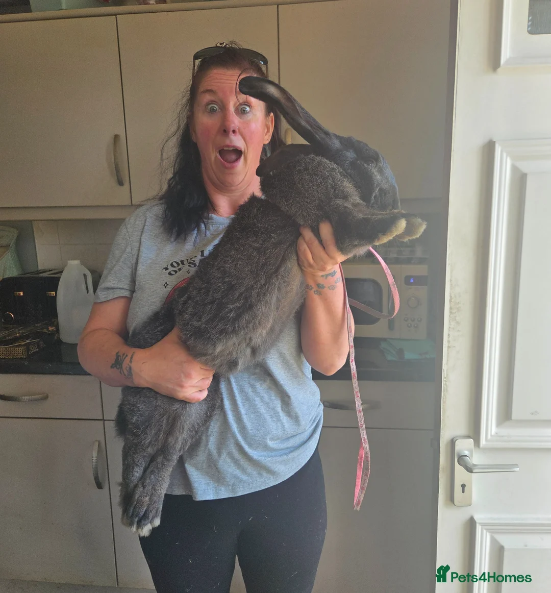 Continental Giant rabbits for sale: 6 beautiful giant baby bunnies - Advert 2