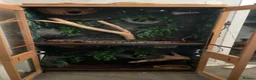 Python Snake reptiles for sale: Male and female + set up  in Auchterarder - Advert 1