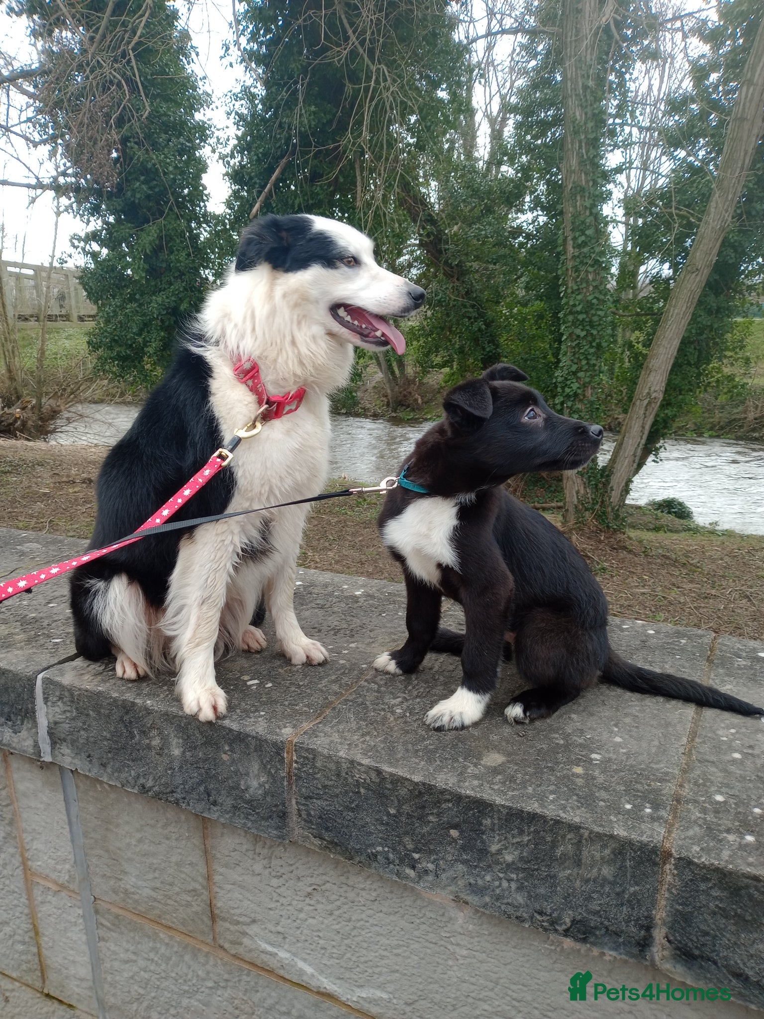 Border Collie dogs for sale: Border collie  - Advert 2