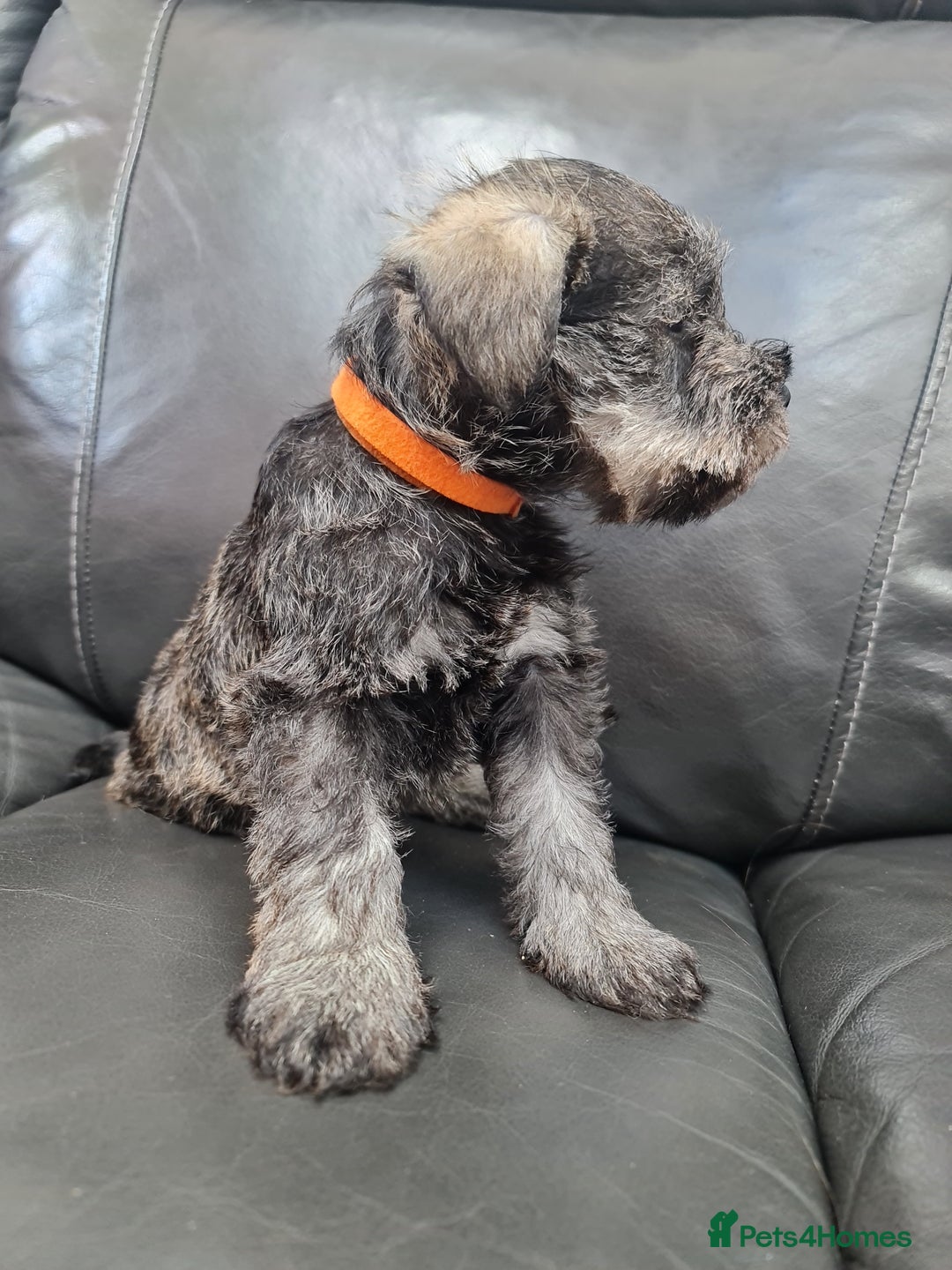 Miniature Schnauzer dogs for sale: Miniature Schnauzer Puppies KC Registered. 5M 2Fm - Image 7