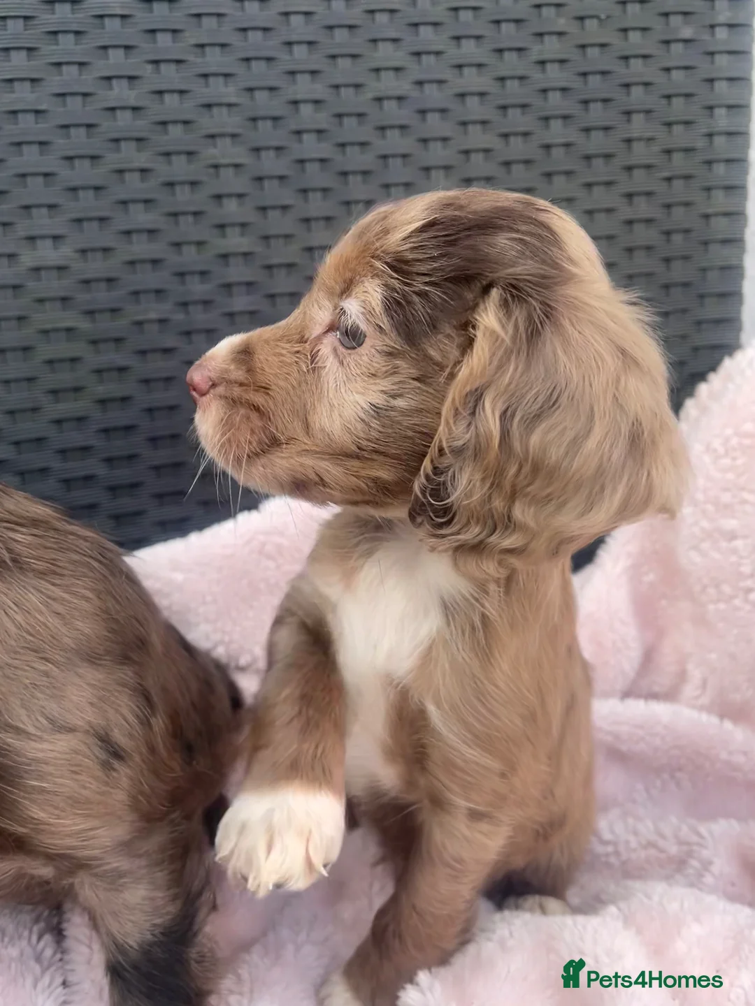 Cocker Spaniel dogs for sale: 6 Beautiful Cocker Spaniel puppies  - Advert 1