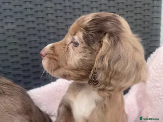 Cocker Spaniel dogs 6 Beautiful Cocker Spaniel puppies - Advert 7