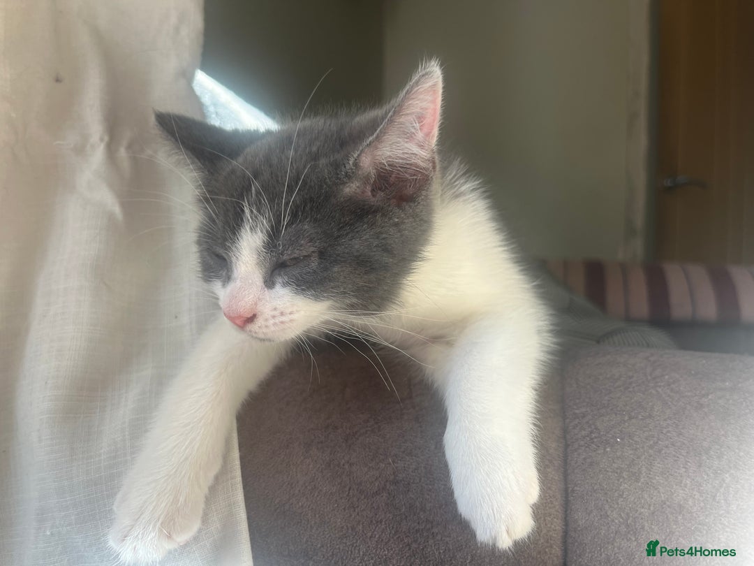 Mixed Breed cats for sale: Female Russian blue and British shorthair mix  - Image 6