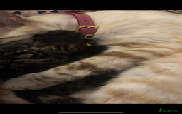 Mixed Breed cats for sale: Beautiful Snow Bengal/Black Tabby Kittens - Image 3