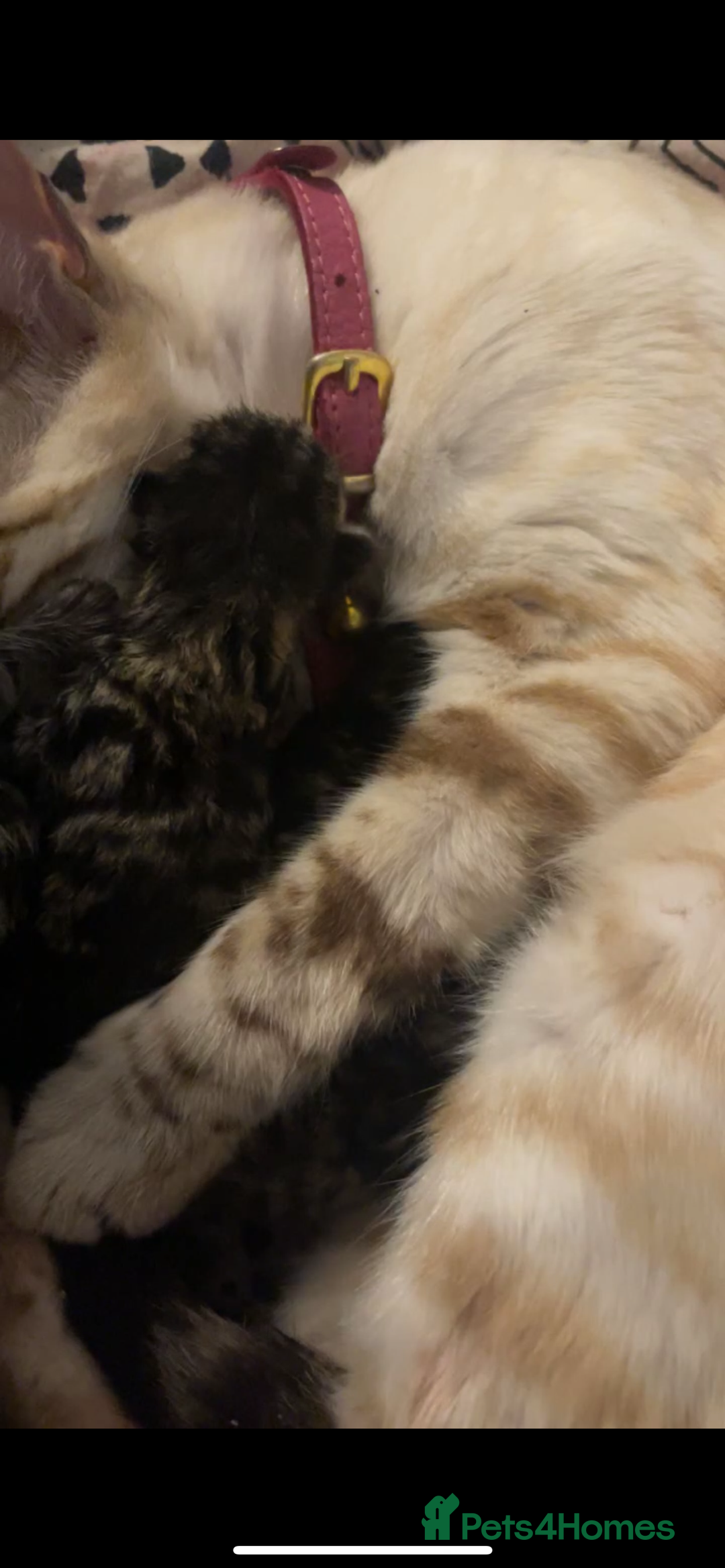 Mixed Breed cats for sale: Beautiful Snow Bengal/Black Tabby Kittens - Image 3