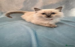 Ragdoll cats for sale: Sapphire's Ragdolls - Image 35