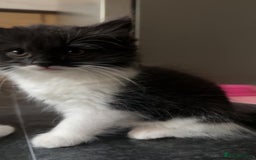 Persian cats for sale: Adorable kittens for sale  - Image 1