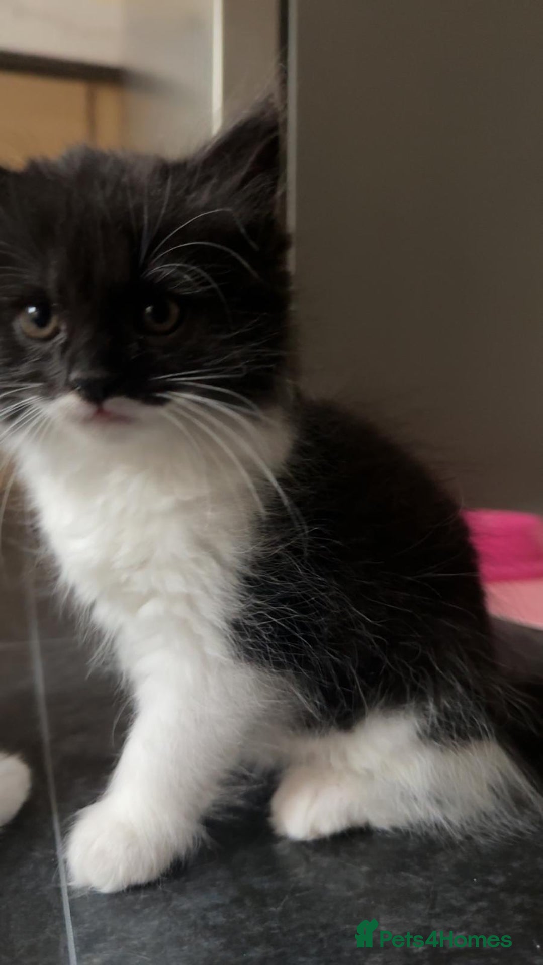 Persian cats for sale: Adorable kittens for sale  - Image 1