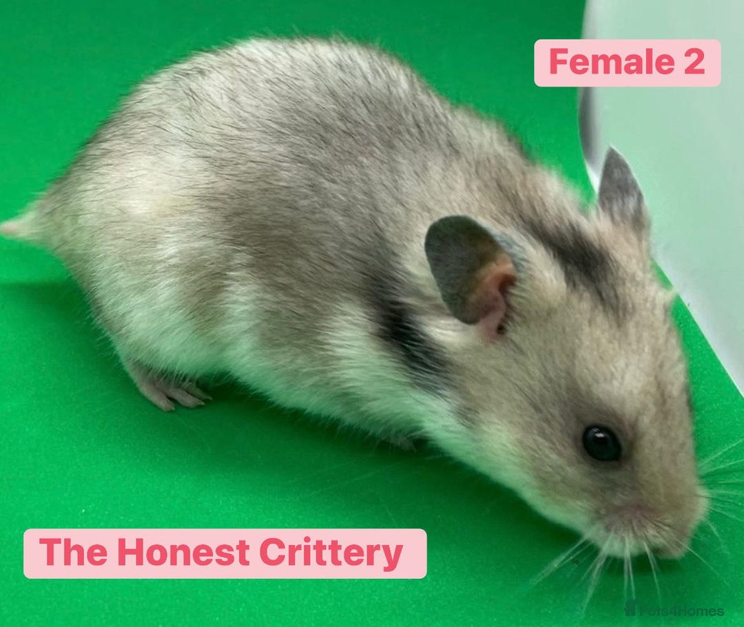 Hamster rodents for sale: Syrian Hamsters - Image 3