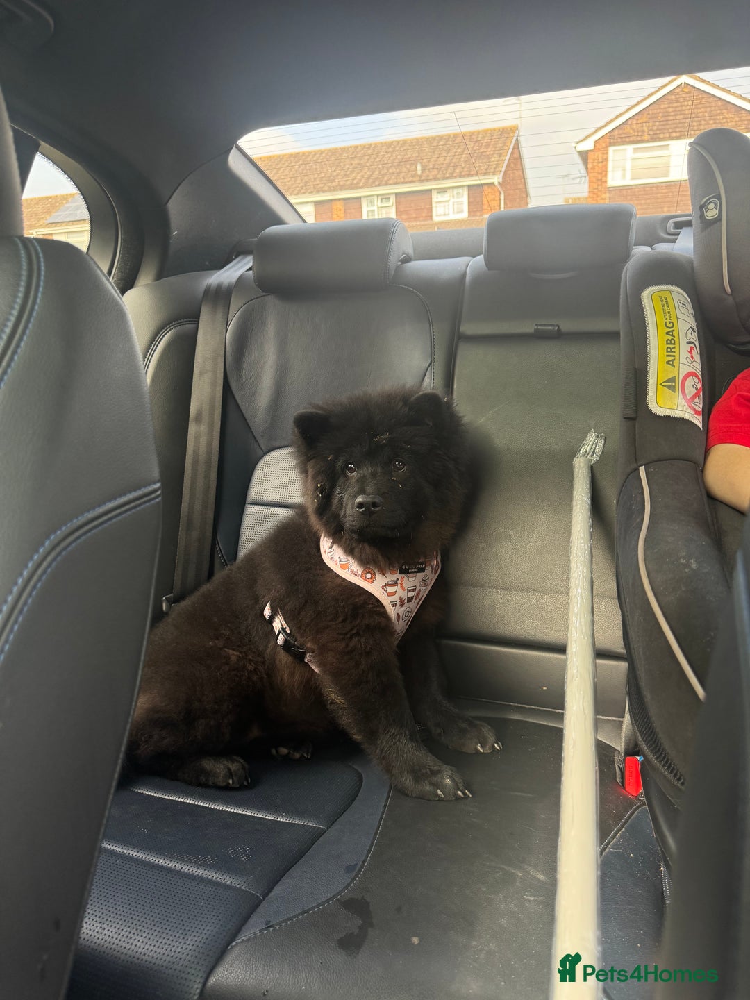 Chow Chow dogs for sale: Female Chow Kiki - Advert 6