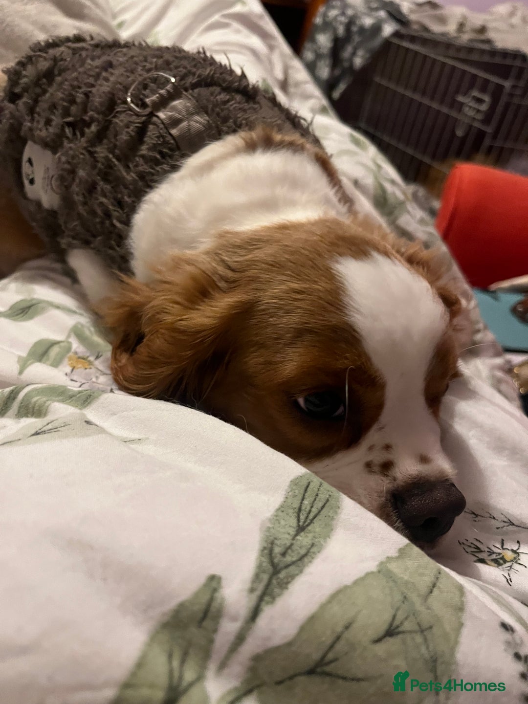 Cavalier King Charles Spaniel dogs for sale: Male cavalier King Charles spaniel puppy - Advert 5