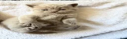 British Shorthair cats for sale: British Shorthair kittens  - Advert 4