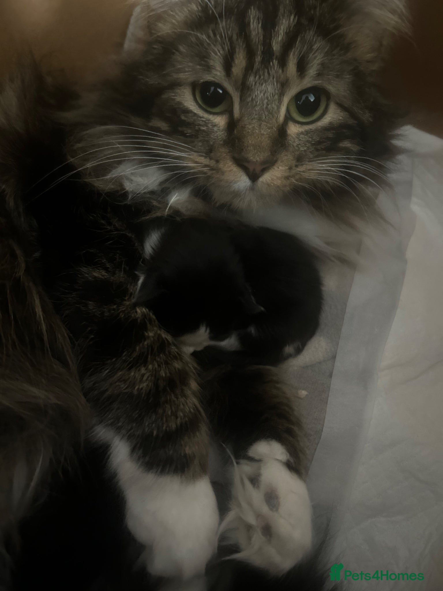 Mixed Breed cats 2 kittens  - Advert 1