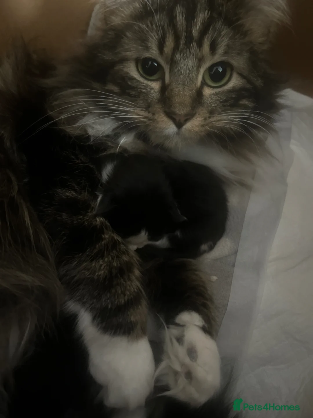 Mixed Breed cats for sale: 2 kittens  in Honiton - Advert 1