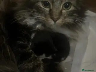 Mixed Breed cats 2 kittens - Advert 11