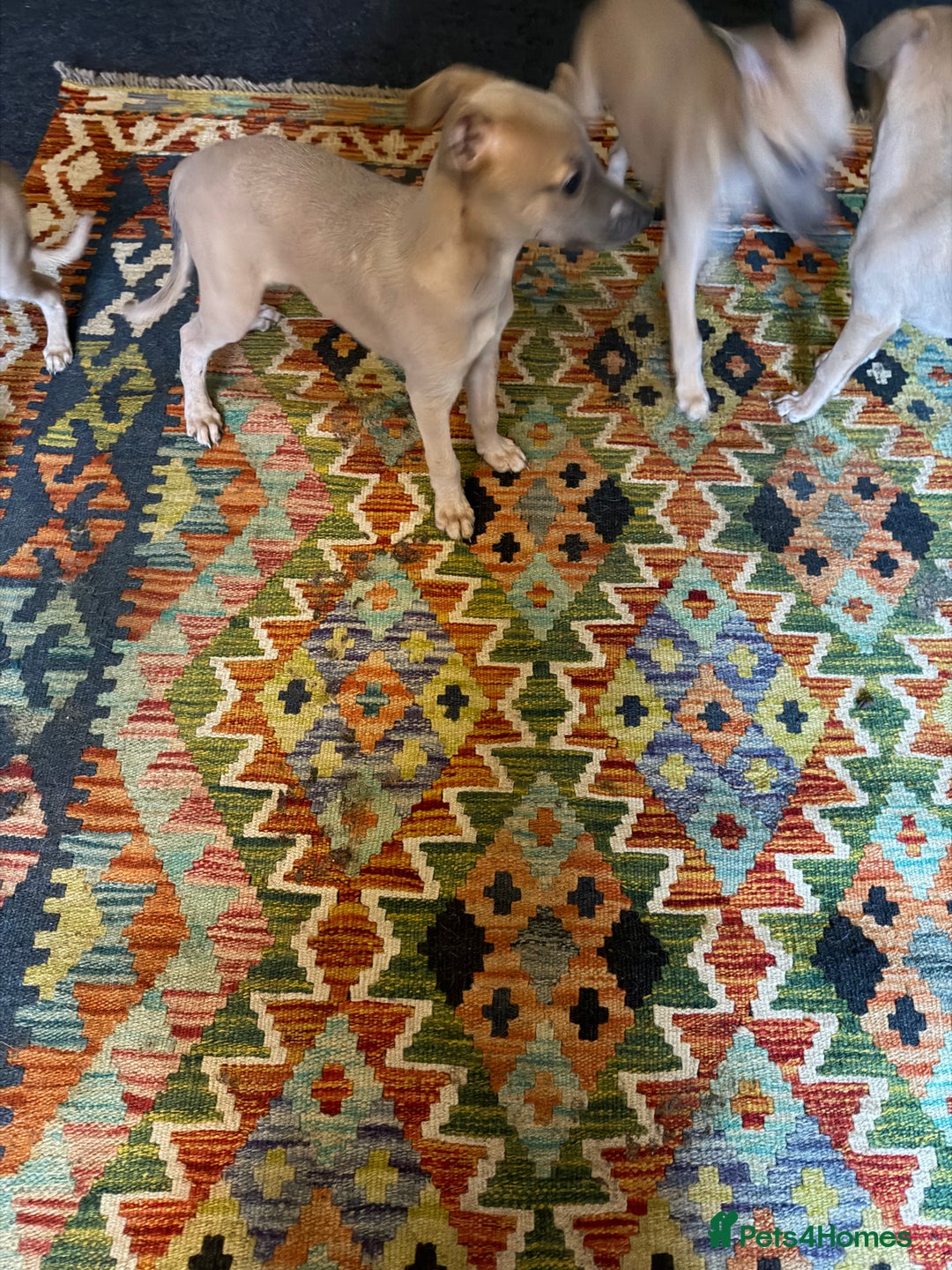 Whippet dogs for sale: Whippets for sale - Advert 5