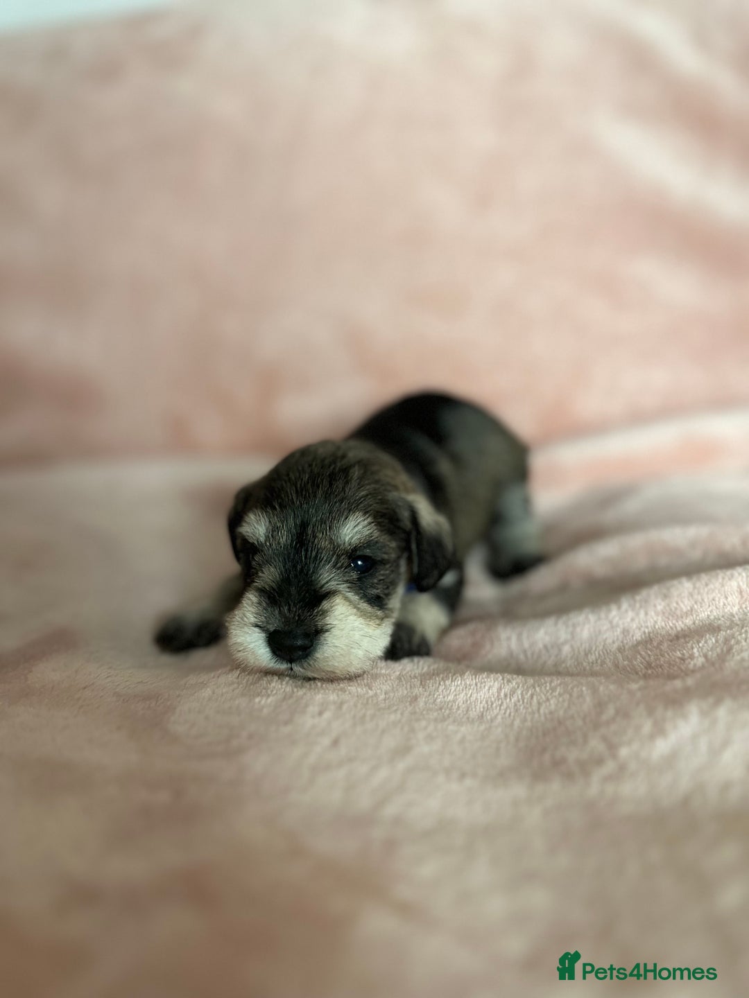 Miniature Schnauzer dogs for sale: OUTSTANDING CHAMPION LINES PUPPIES  - Advert 12