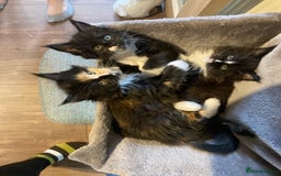 Maine Coon cats for sale: Pedigree Maine Coon Kittens (TICA) - Image 14