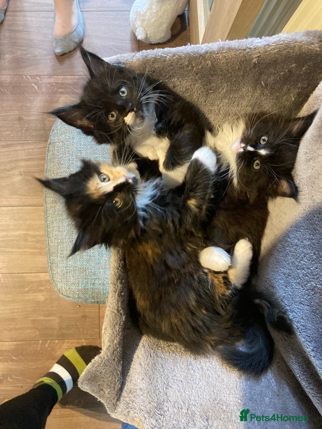 Maine Coon cats for sale: Pedigree Maine Coon Kittens (TICA) - Image 14