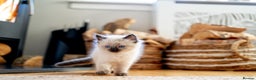 Ragdoll cats for sale: Pure Ragdol kittens ready for a new homes  - Advert 24