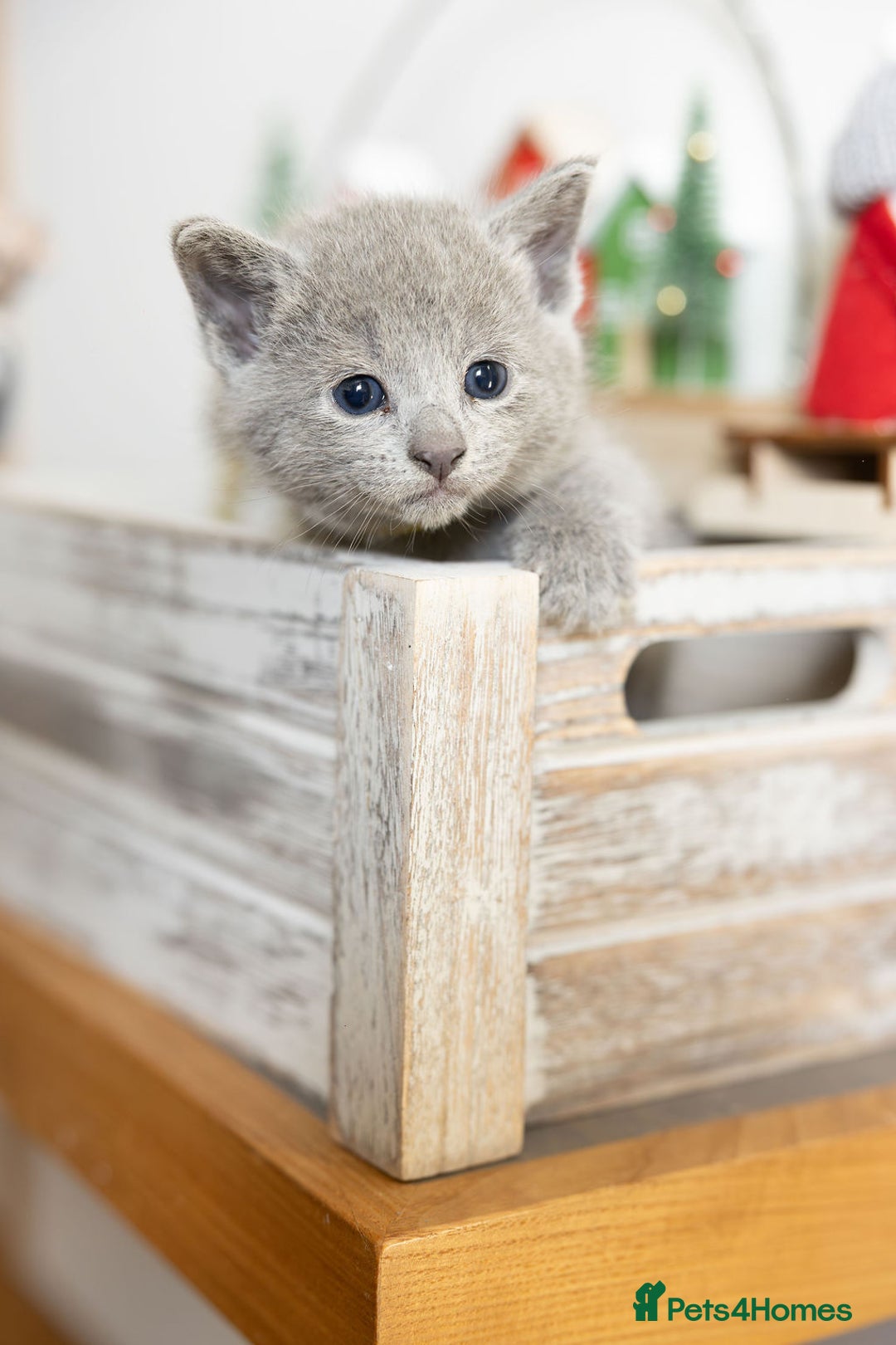 Russian Blue cats for sale: Pure Russian Blue Kittens, Silver Coat Green Eyes  - Advert 4