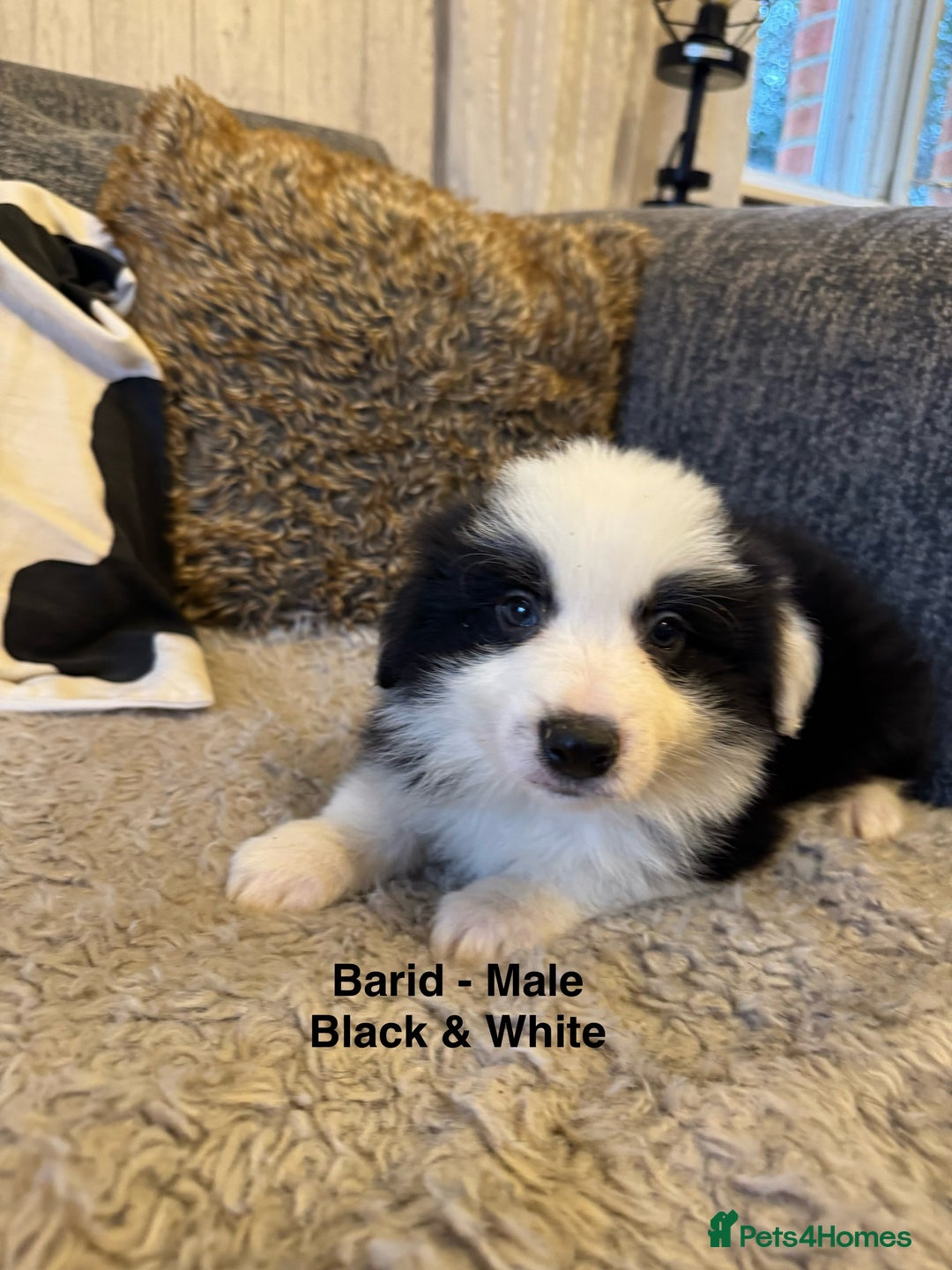 Border Collie dogs for sale: Pure Bred Border Collie Puppies For Sale - Advert 7