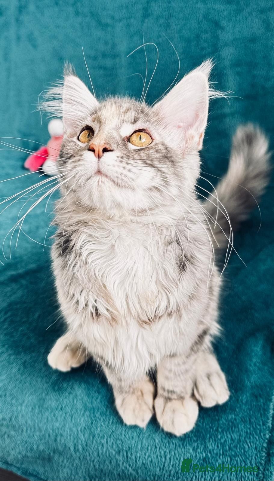 Maine Coon cats Main Coon 🐈 kittens already now  - Advert 1