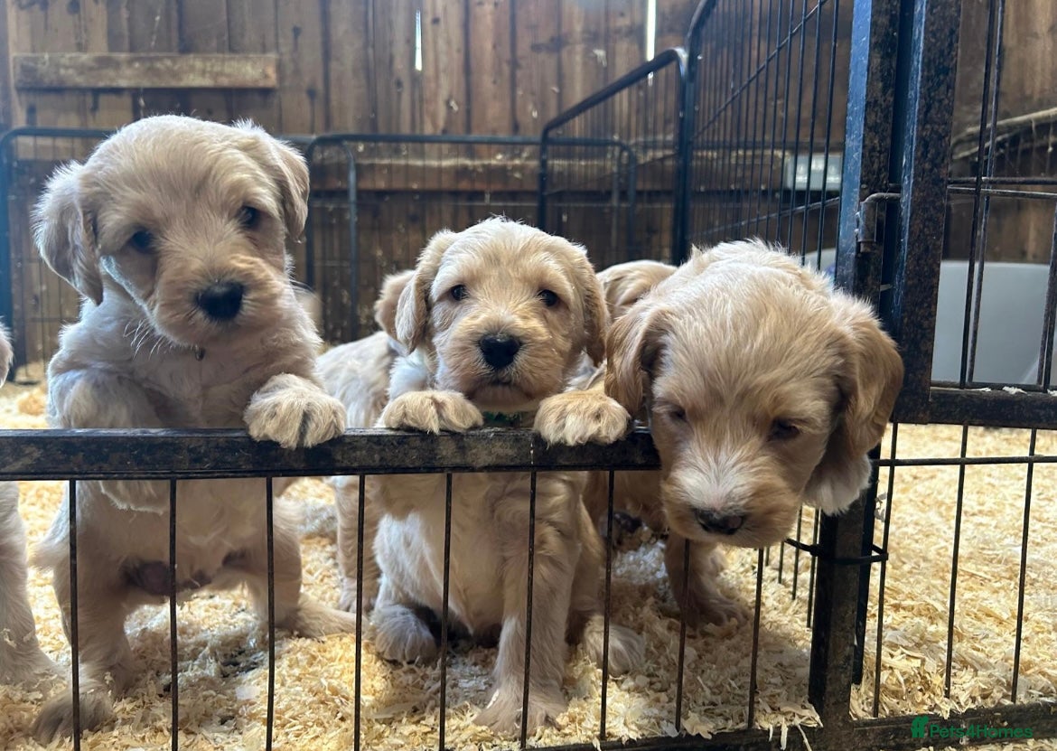 Labradoodle dogs Miniature Labradoodle Puppies ready 22/11/25 - Advert 11