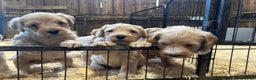 Labradoodle dogs for sale: Miniature Labradoodle Puppies ready 22/11/25 - Advert 1