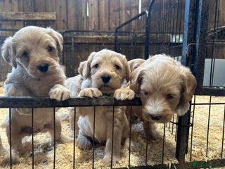 Labradoodle dogs Miniature Labradoodle Puppies ready 22/11/25 - Advert 7