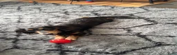 Miniature Dachshund dogs for sale: Long haired miniature dachshund  in ELY - Advert 4