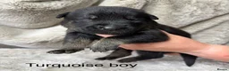Mixed Breed dogs for sale: German Shepherd X Puppies for Sale in Sandy - Advert 9