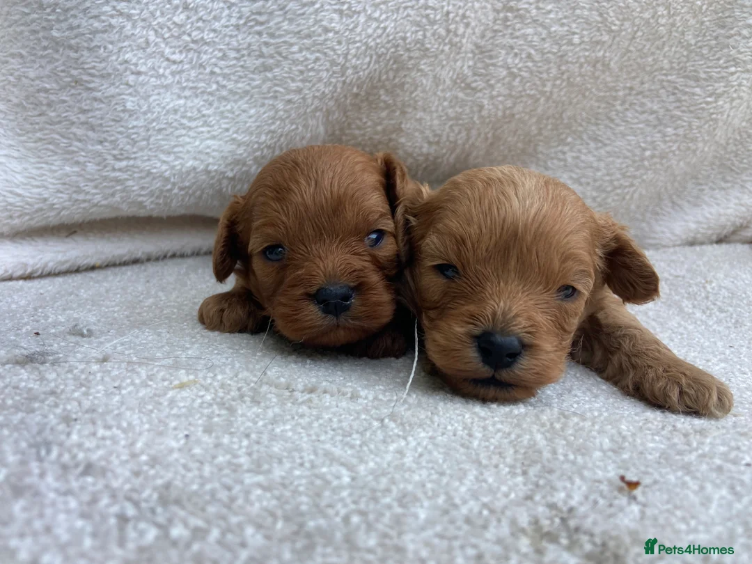 Cavapoo dogs for sale: F1 MVD Health Tested Cavapoo Puppies  - Advert 2