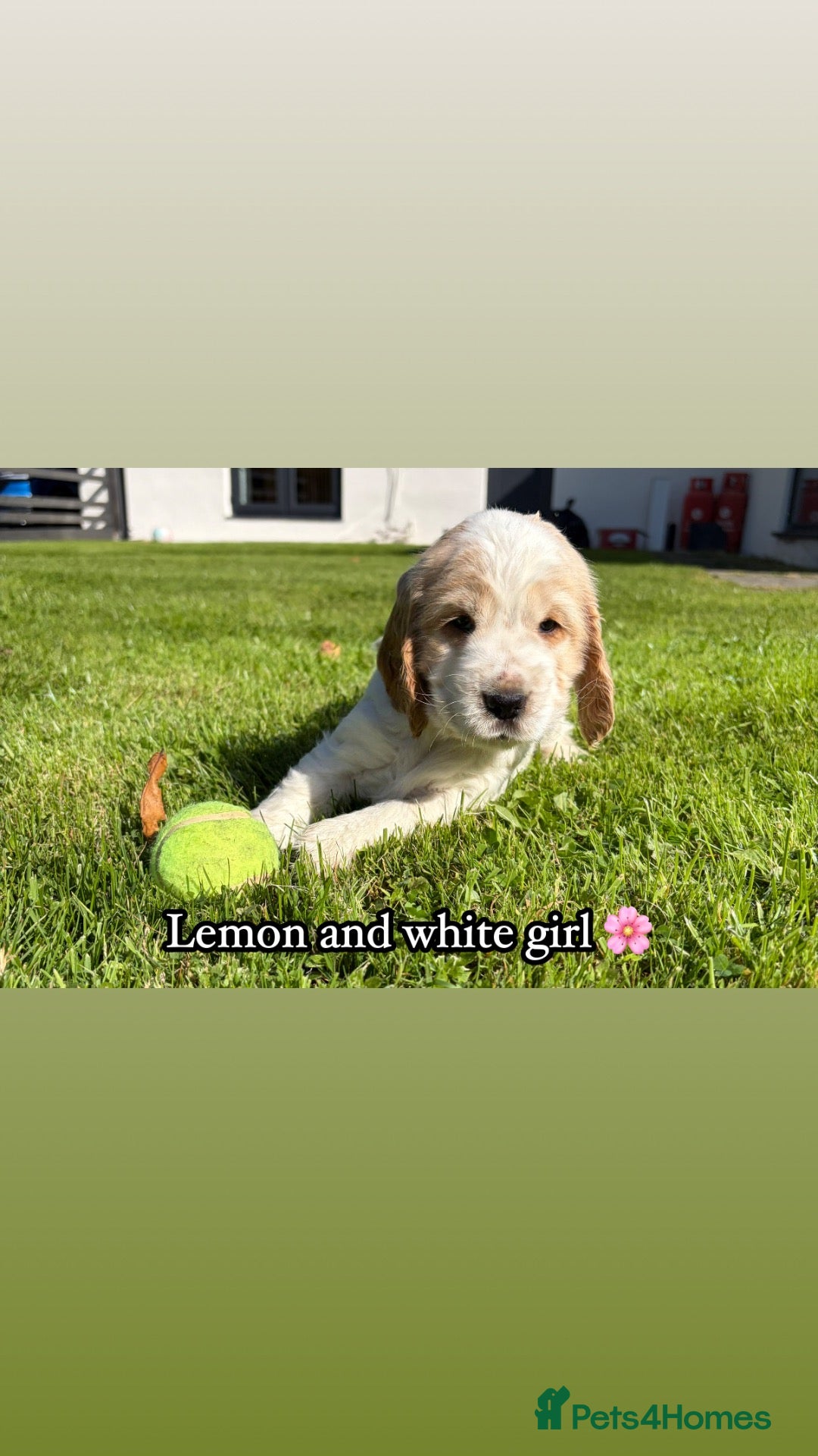 Cocker Spaniel dogs 🏆 Award Winning 🏆 - Advert 1