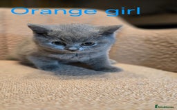 British Shorthair cats for sale: British shorthair kittens  - Image 14