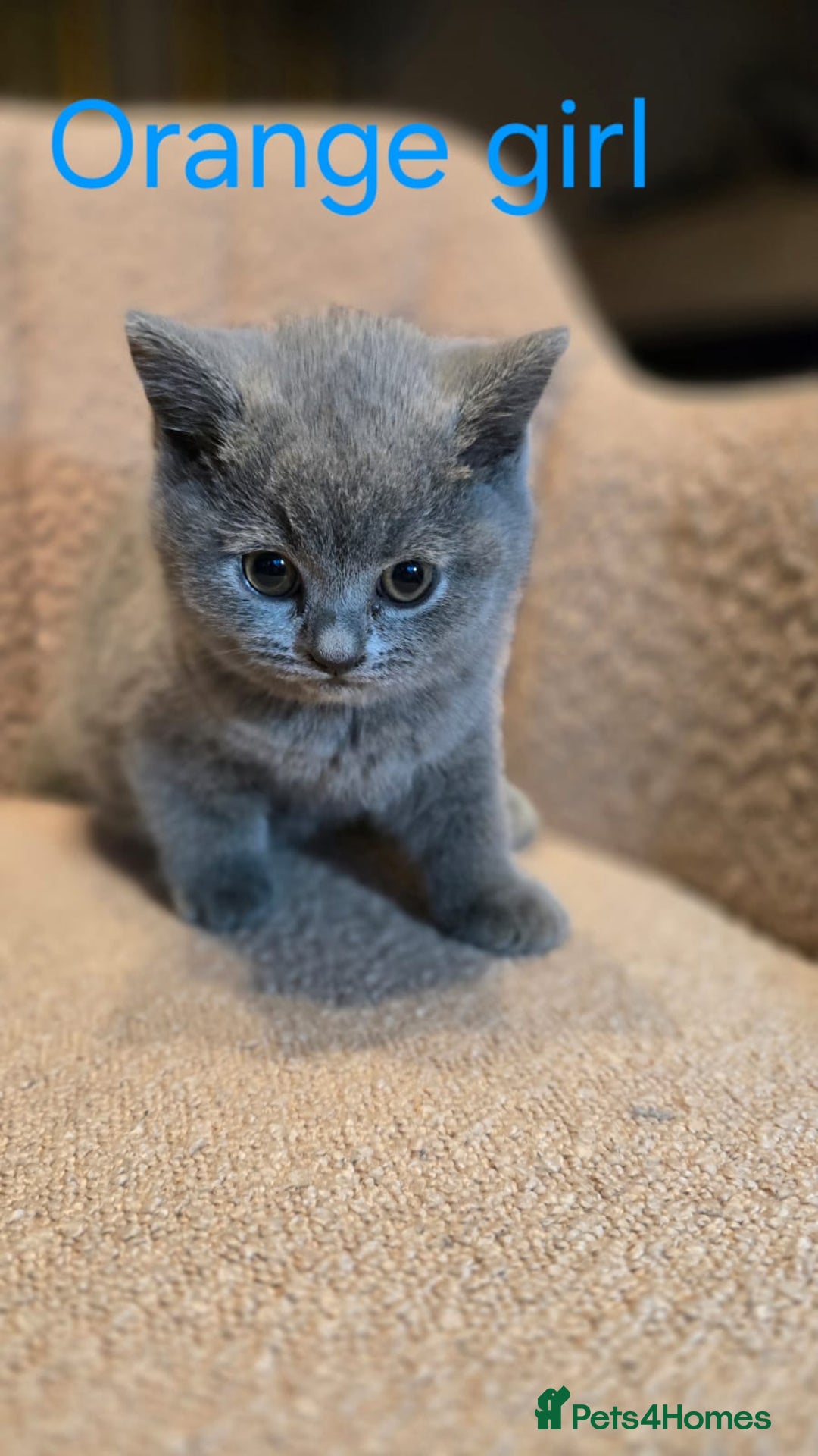 British Shorthair cats for sale: British shorthair kittens  - Image 14