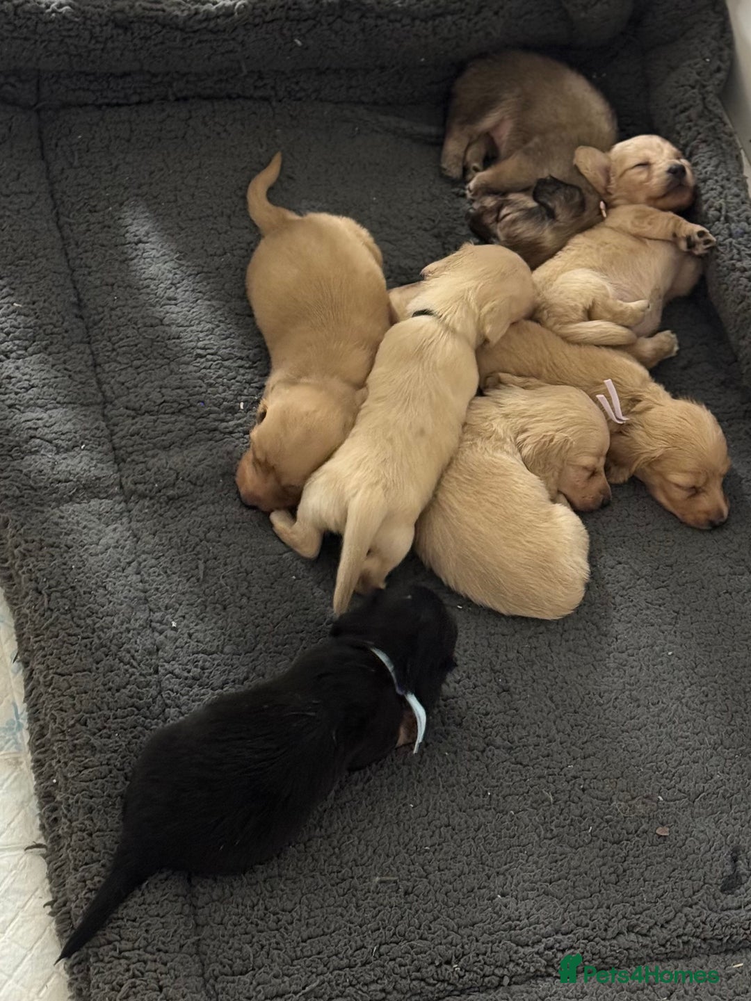 Miniature Dachshund dogs for sale: Miniature Dachshunds longhaired puppies - Advert 8