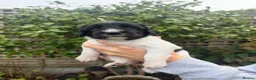 English Springer Spaniel dogs for sale: KC Registered English Springer Spaniel puppies - Advert 11