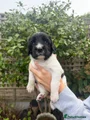 English Springer Spaniel 6