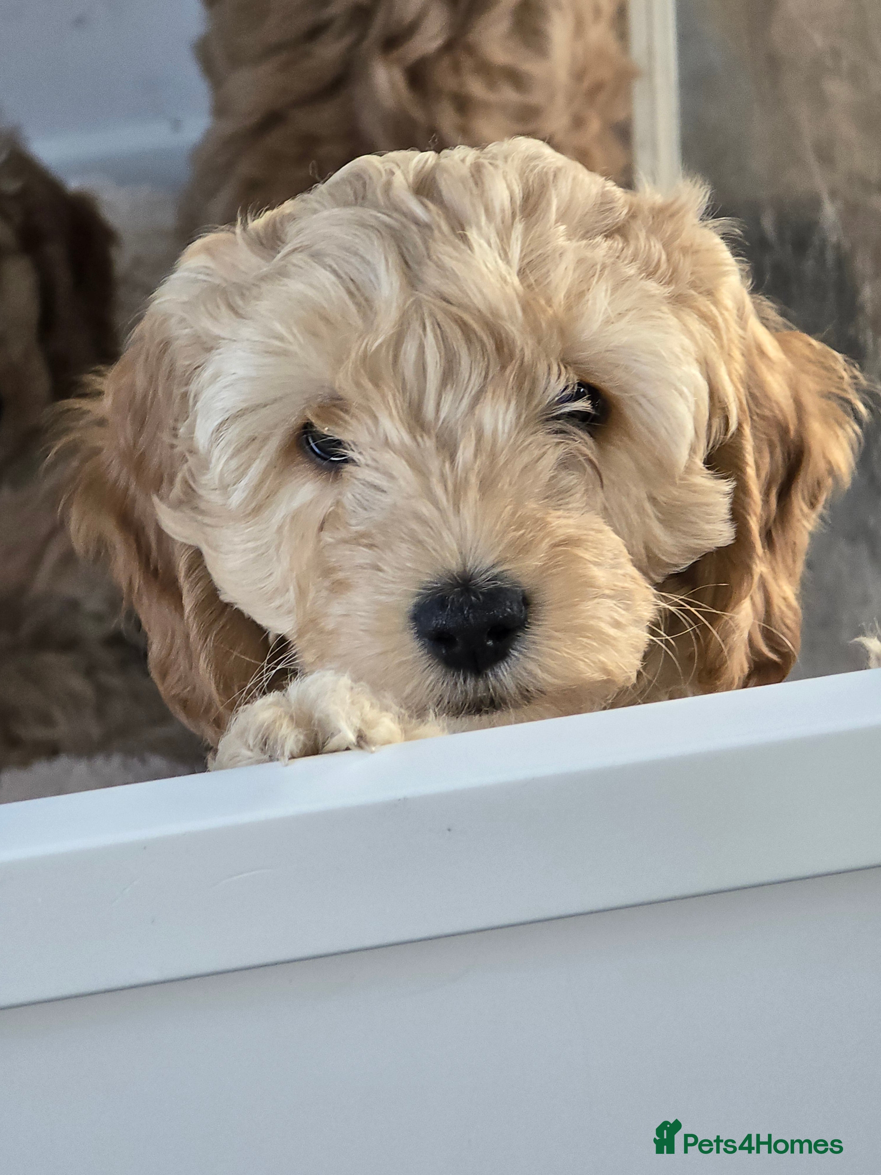 Cockapoo dogs F1B cockapoo puppies - Advert 18