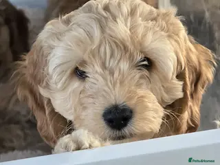 Cockapoo dogs F1B cockapoo puppies - Advert 18