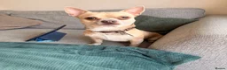 Chihuahua dogs for stud: Beautiful Male Chihuahua Available for Stud - Advert 2