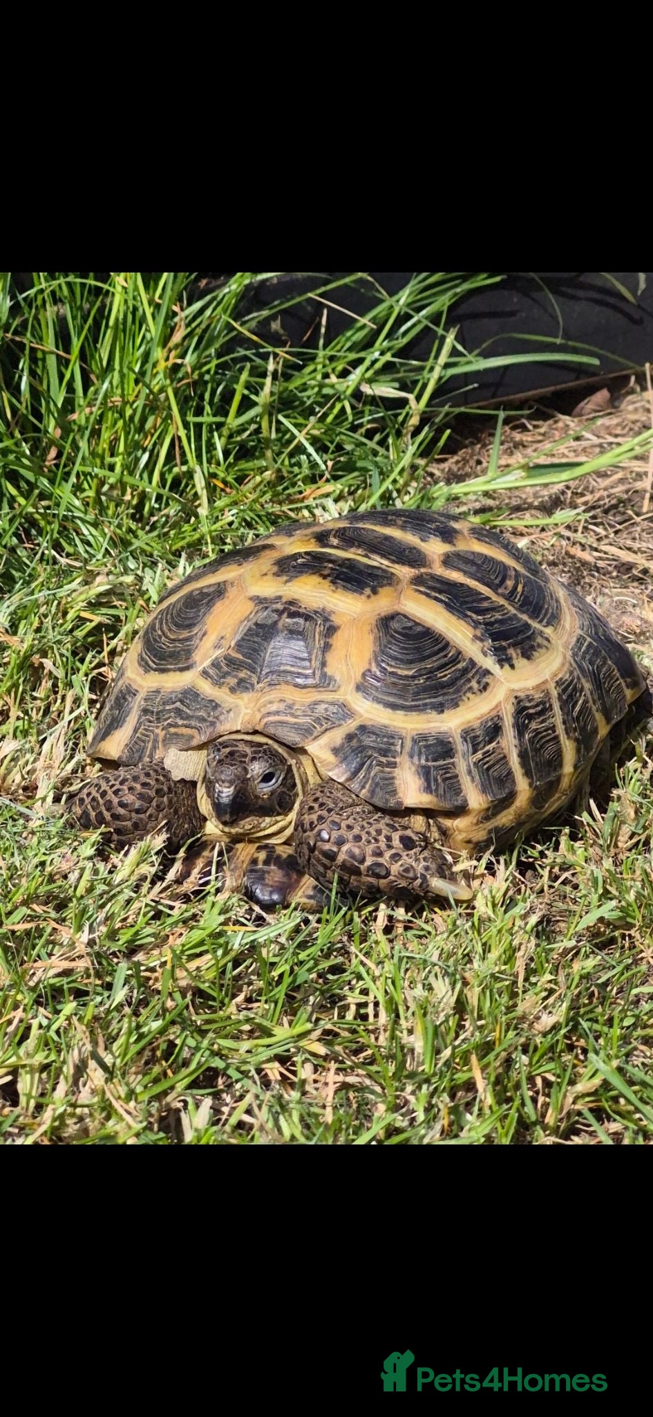 Tortoise reptiles Russian tortoise - Advert 15