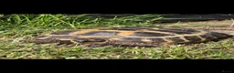 Tortoise reptiles for sale: Russian tortoise in Bedford - Advert 1