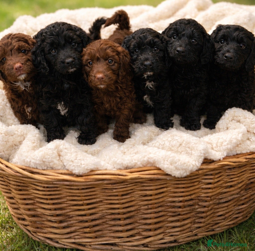 Mixed Breed dogs Stunning Litter of Sproodles 🤎🖤 - Advert 3