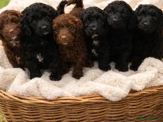 Mixed Breed dogs Stunning Litter of Sproodles 🤎🖤 - Advert 3