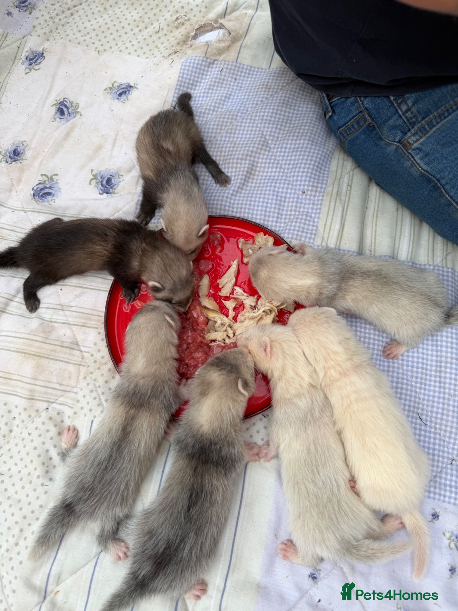 Ferret rodents Stunning baby ferrets for sale  - Advert 1
