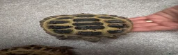 Tortoise reptiles for sale: 2 Horsefield Tortoises with set up and equipment  - Advert 3